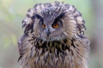 Europäischer Uhu - Paula Europäischer Uhu - Paula