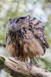 Europäischer Uhu - Paul Europäischer Uhu - Paul