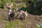 Kühe in der Landwirtschaft in Indien