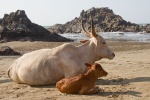 Kühe in Indien