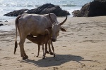 Kühe in Goa - Indien