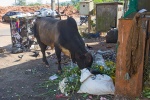 Kuh sucht Fressbares in Indien