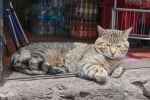 Katze in Peru