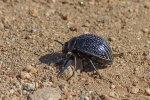 Riesen-Käfer