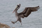 Pelikan - Huasco