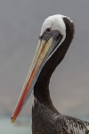 Pelikan - Pan de Azucar