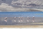 Flamingos - Lago Chungara