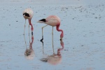 Flamingo - Laguna Chaxa - Chile