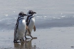 Magellan-Pinguine - Punta Arenas - Chile