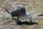Magellan-Goose - Punta Arenas - Chile