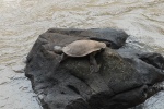 Wasserschildkröte Iguazu - Argentinien