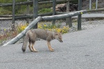 Fuchs - Puerto Montt - Chile