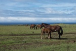 Pferde - Osterinsel Chile