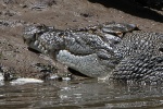 Krokodil im Daintree