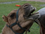 Kamel in Airlie Beach