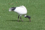 Ibis in Adelaide