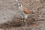 Falke auf Rottnest Island