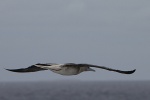 Vogel über Willis Island