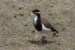 Vogel auf Rottnest Island