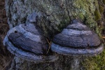 Naturpark Südheide - Pilz an Baum