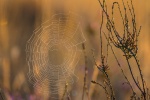 Naturpark Südheide - Spinnennetz im Morgengrauen