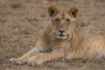 Löwe in der Masai Mara