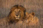 Löwe in der Masai Mara