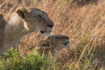 Löwe in der Masai Mara