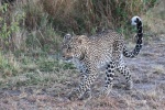 Leopard in der Masai Mara