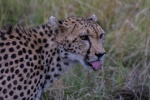 Gepard in der Masai Mara