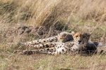 Gepard in der Masai Mara
