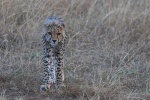 Gepard in der Masai Mara