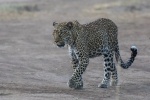 Leopard in der Masai Mara