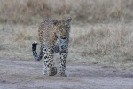 Leopard in der Masai Mara