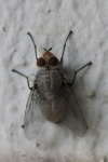 Fliege