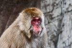 New York - Snow Monkey New York - Snow Monkey