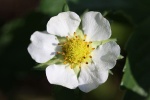 Erdbeere 