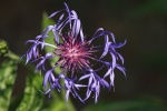 Kornblume 