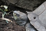 New York - Schildkröte New York - Schildkröte