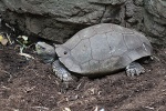 New York - Schildkröte