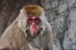 New York - Snow Monkey