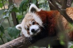 New York - Roter Panda New York - Roter Panda