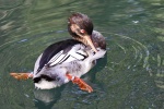 New York - Ente New York - Ente