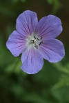Kuechenschelle 
