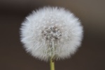 Pusteblume 