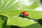 Marienkäfer