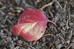 Herbstblatt