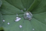 Wassertropfen