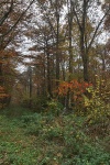 Wald in Schaumburg