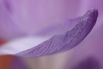Krokus
